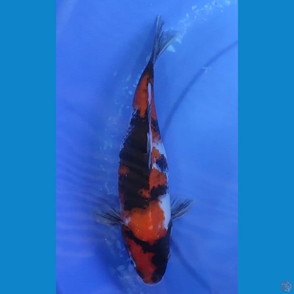 Showa metir berpunuk bakat jumbo 30 cm Female
