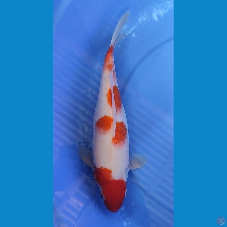 KOHAKU BERPUNUK BAKAT JUMBO 33 CM FEMALE