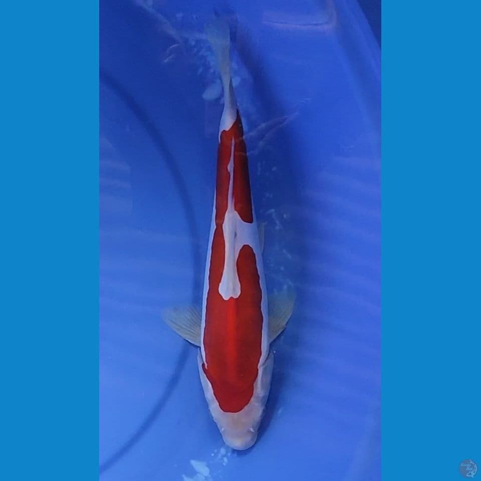 kohaku Doitsu Murni cantik 27.5 cm Female