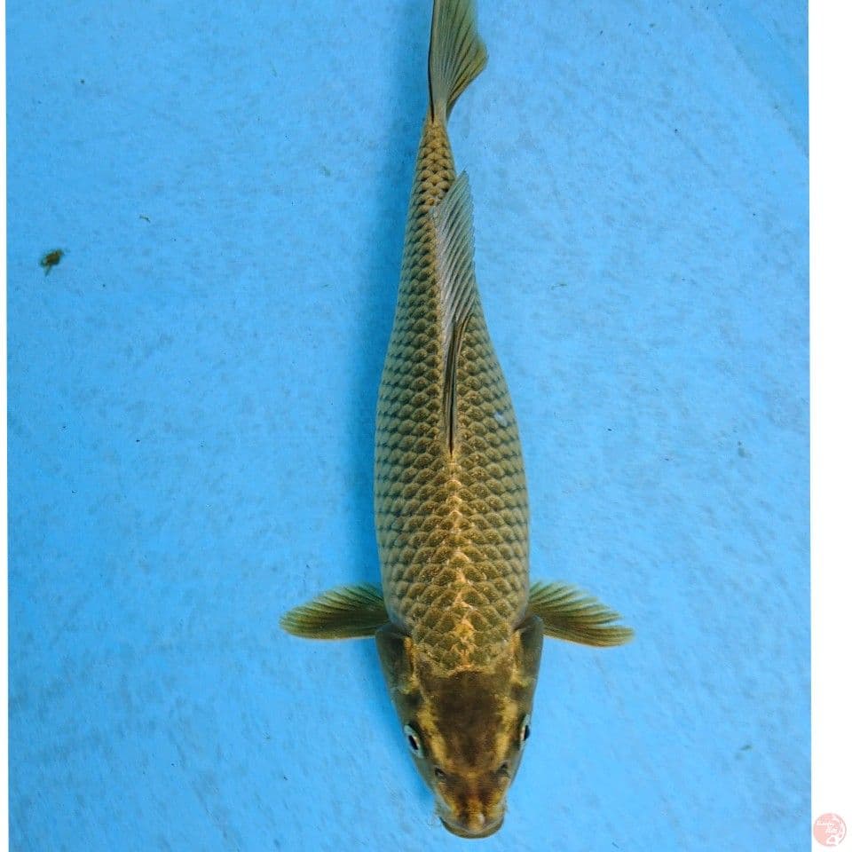 GOLD MUKASHI 29 CM