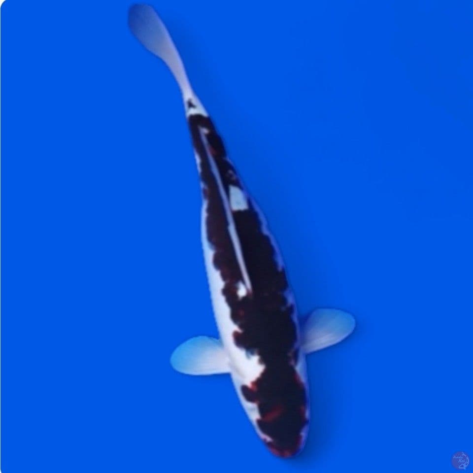 goromo 32 cm