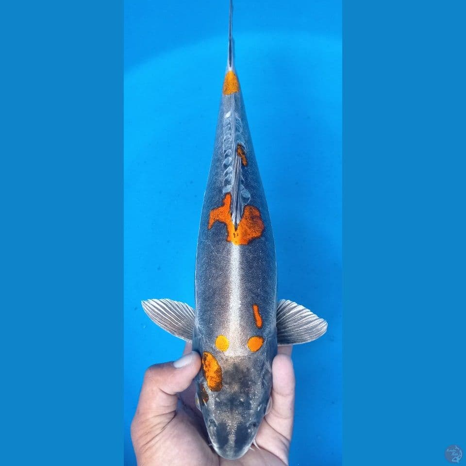 benikiko 43cm