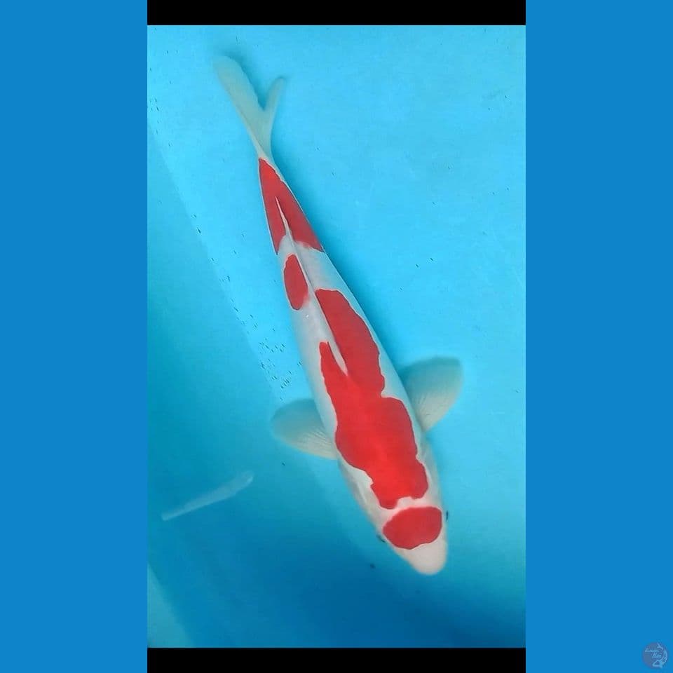 SQ DOITSU KOHAKU 30cm Male Halus