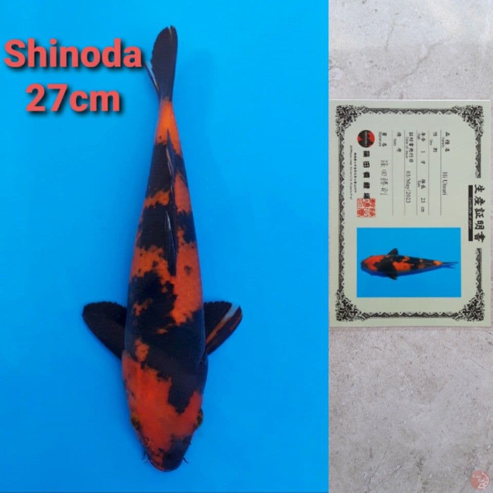 SHINODA HIUTSURI 27CM SERTI