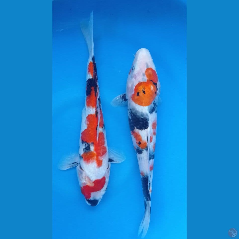 sepasang showa 32,35cm