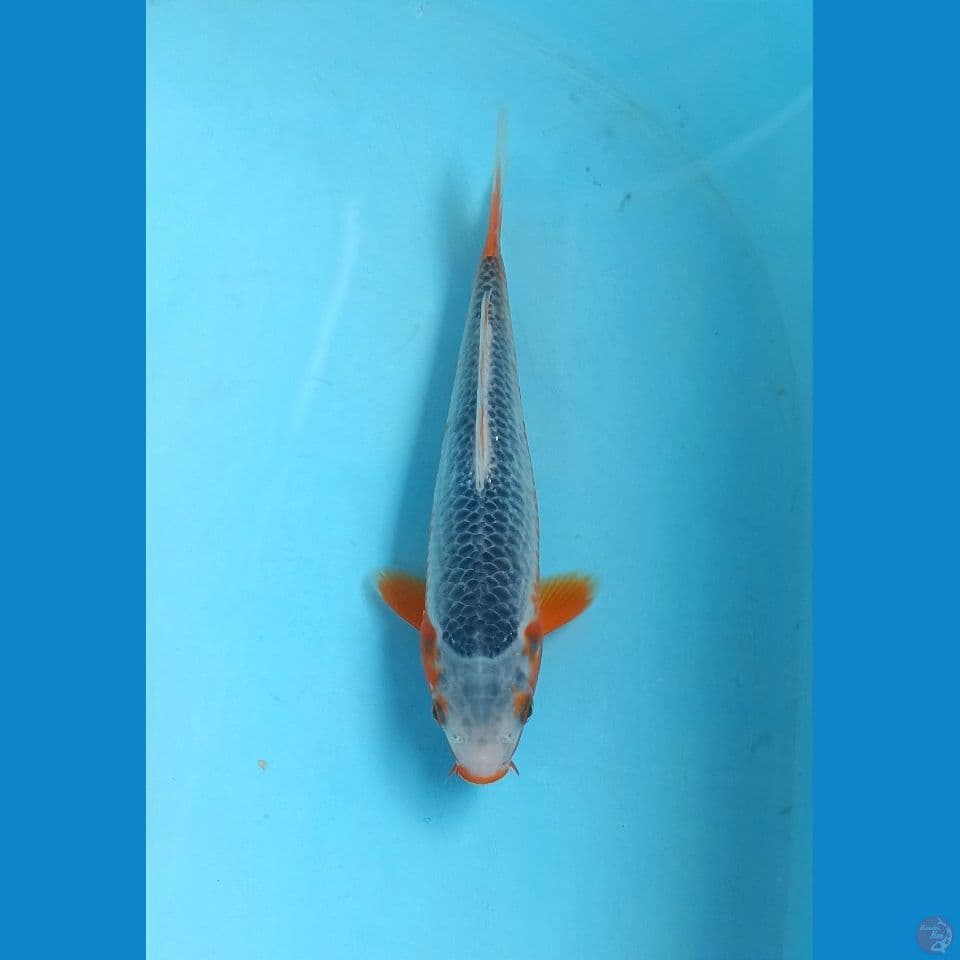 Asagi 21cm