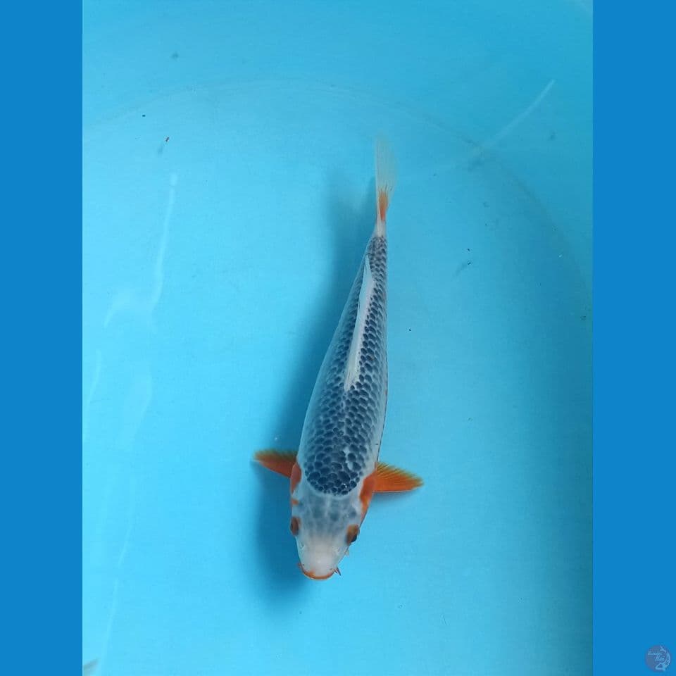Asagi 22cm