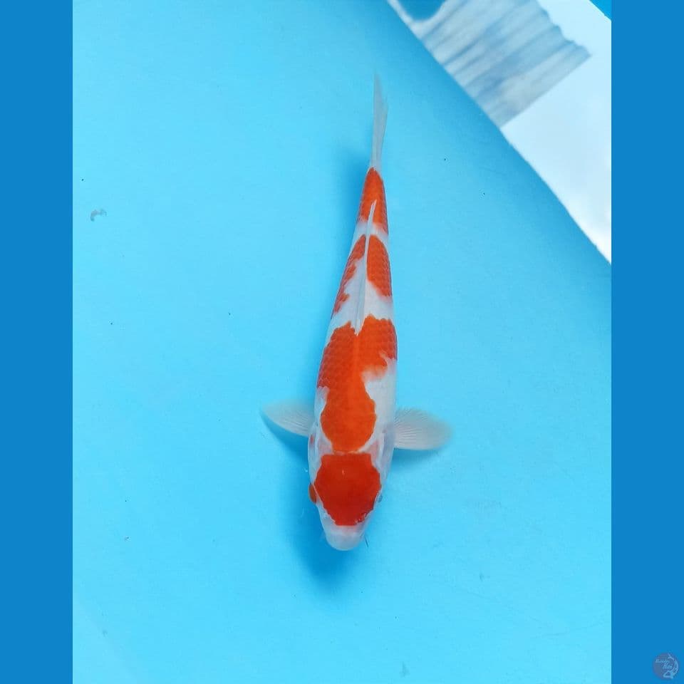 Kohaku 26cm