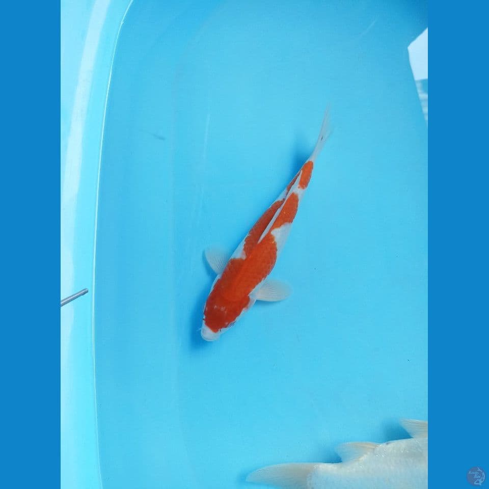 Inazuma kohaku 25cm