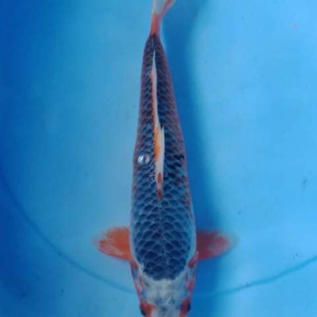 Asagi 30cm