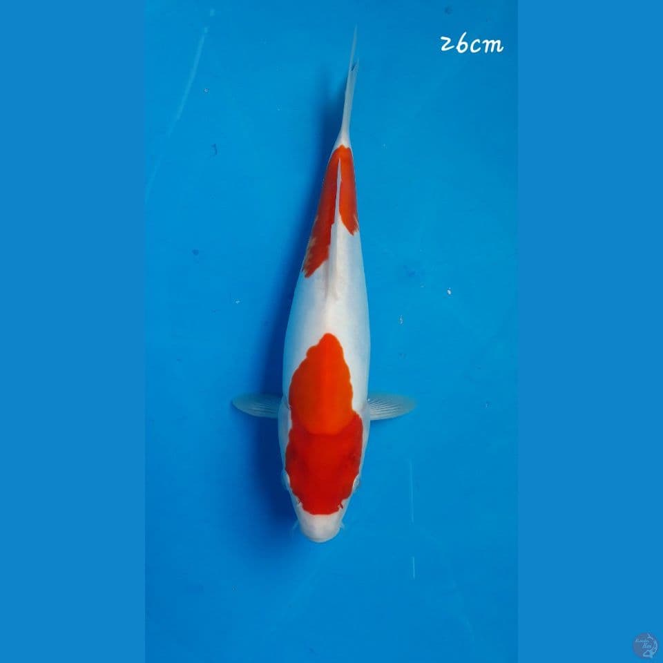 Kohaku doitz murni 26cm