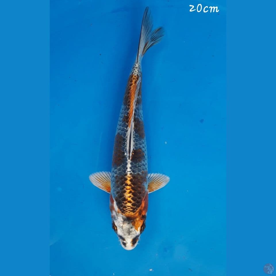 Kujaku 20cm