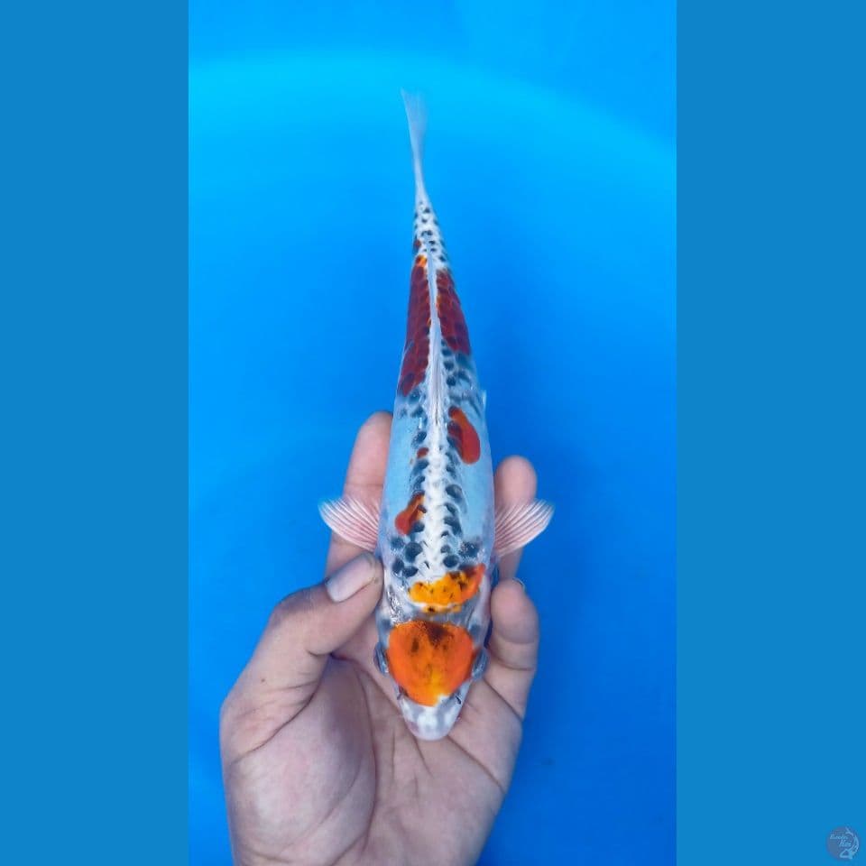 M 26CM MARUTEN KIKO