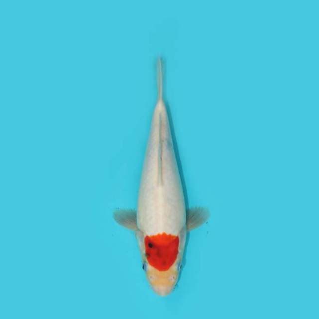 Tancho Showa Tategoi 26 cm