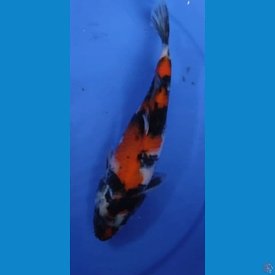 SHOWA SANSHOKU 24 CM FEMALE
