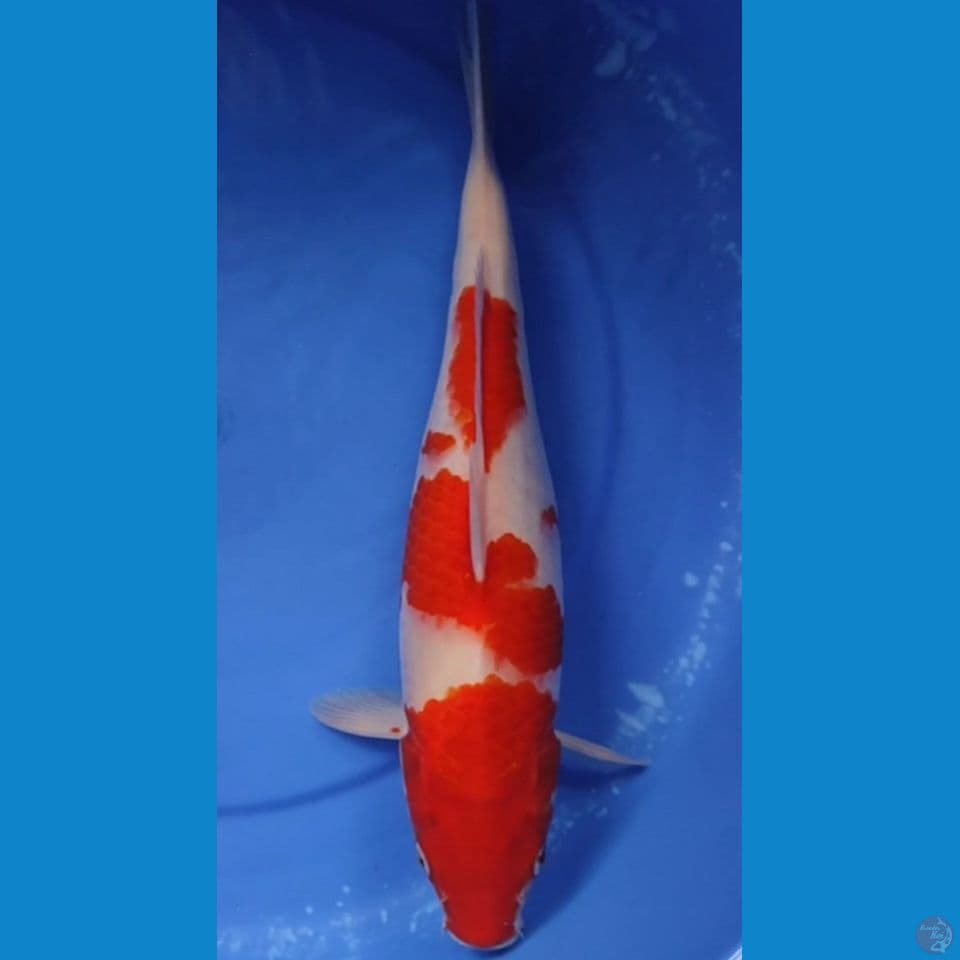 Jumbo original kohaku Berpunuk 38 cm