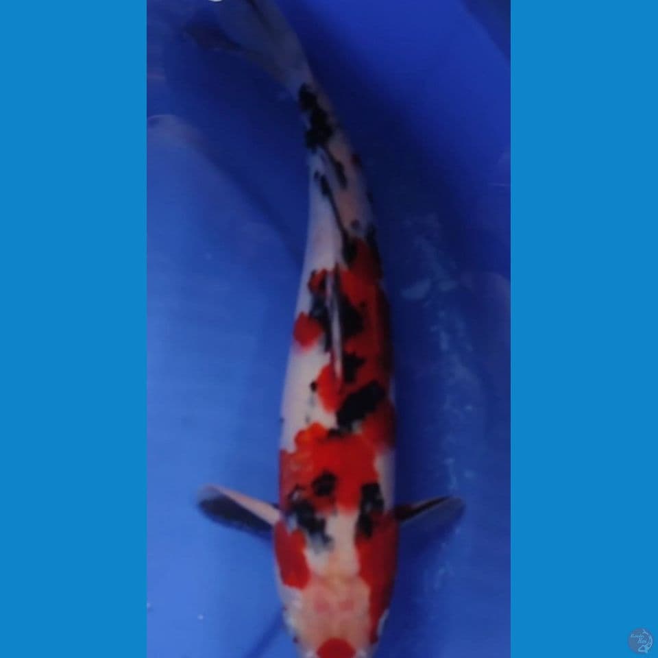 Jimbo Taisho Sanshoku 36 cm Jantan