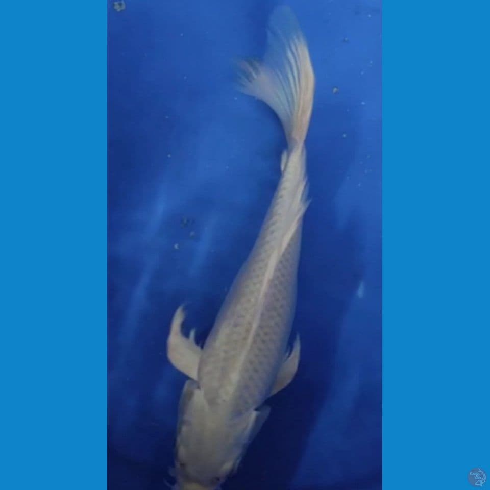 KUMPAY PLATINUM SALJU PUTIH BERSIH 27 CM FEMALE