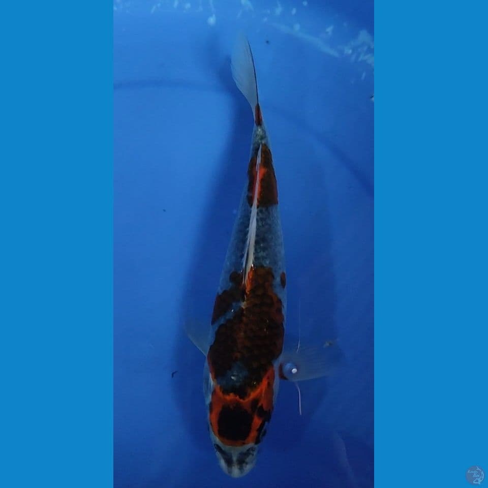 Benigingga 26 cm FM