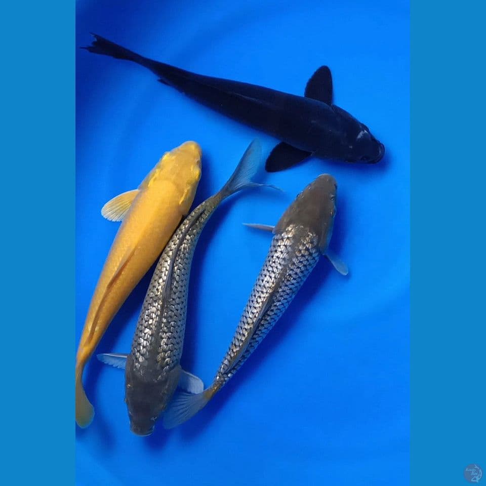 MIX 28-30CM