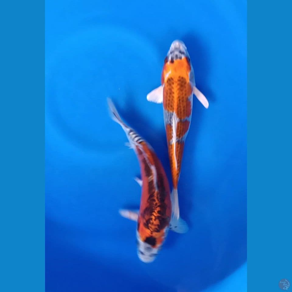 MIX 25-26CM