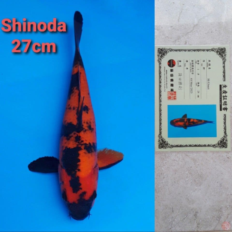 SHINODA HIUTSURI 27CM SERTI