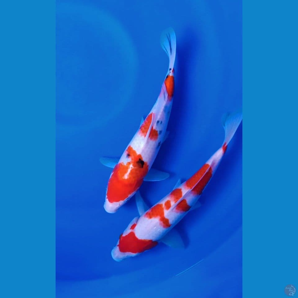 MIX 29-30 KOHAKU SANKE