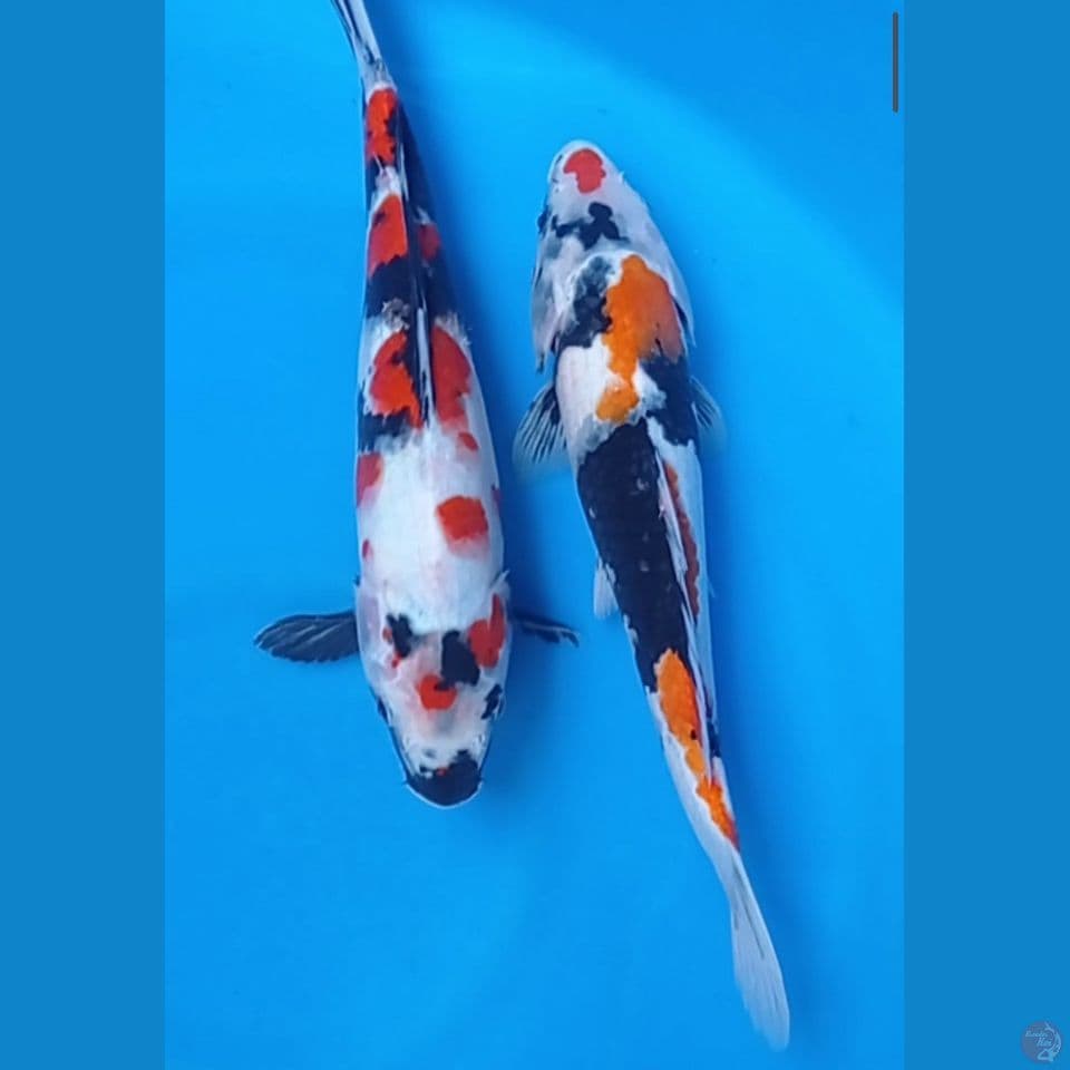 showa 32,35cm