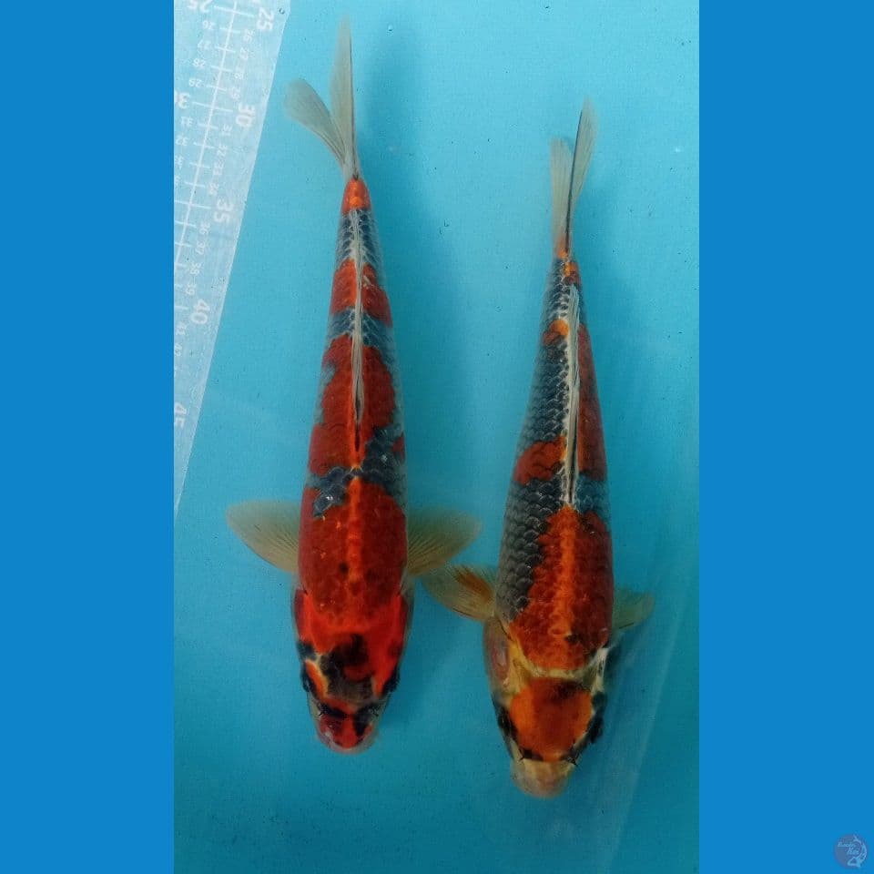 beniginga 30 cm