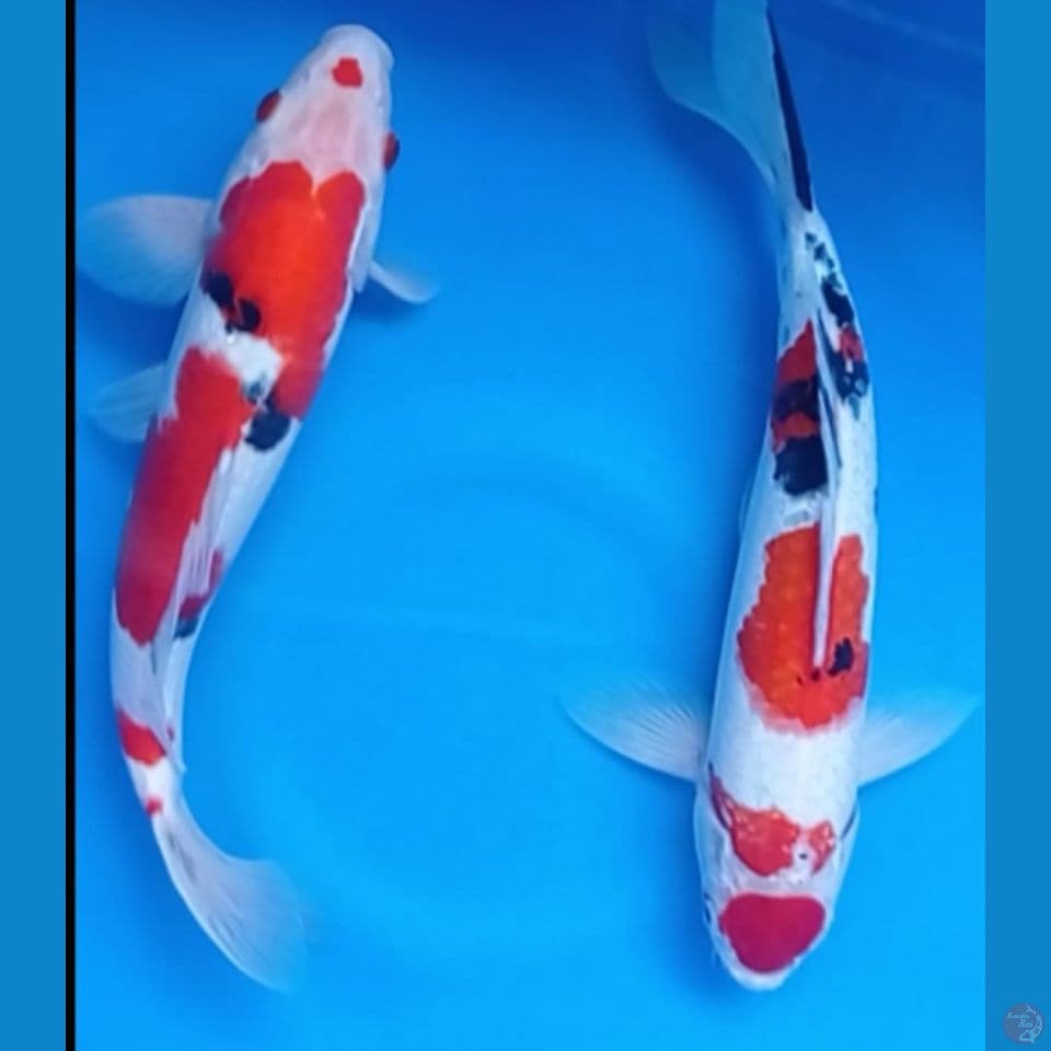 pejantan 34,35 cm
