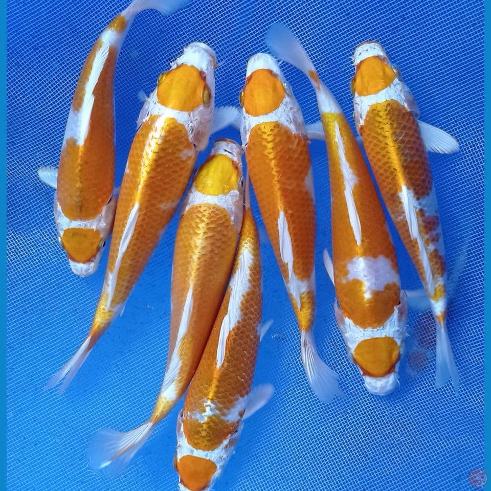 maruten hariwanke 20cm
