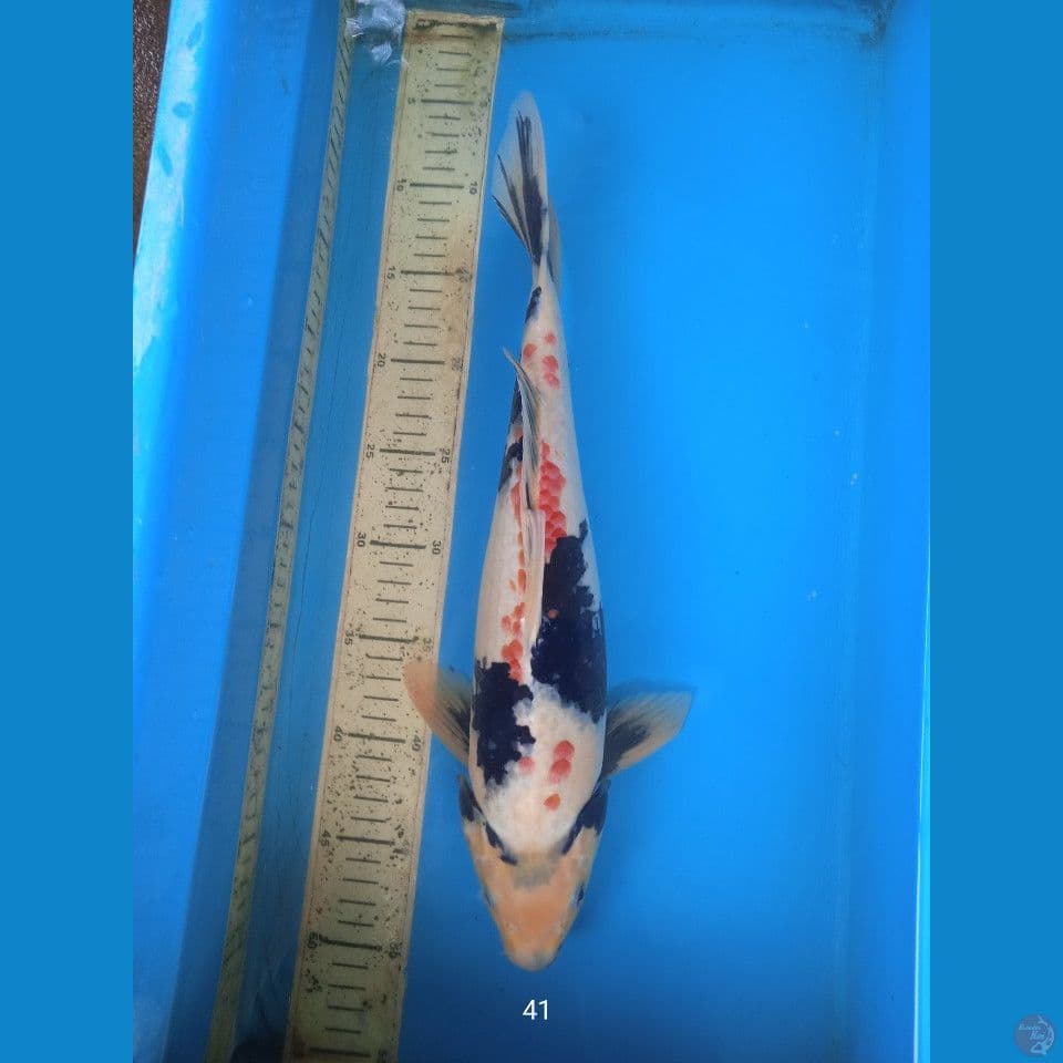 showa 41cm male