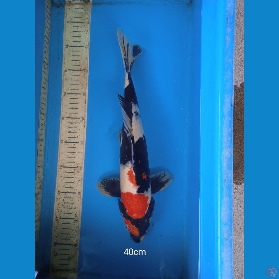 showa 40cm male