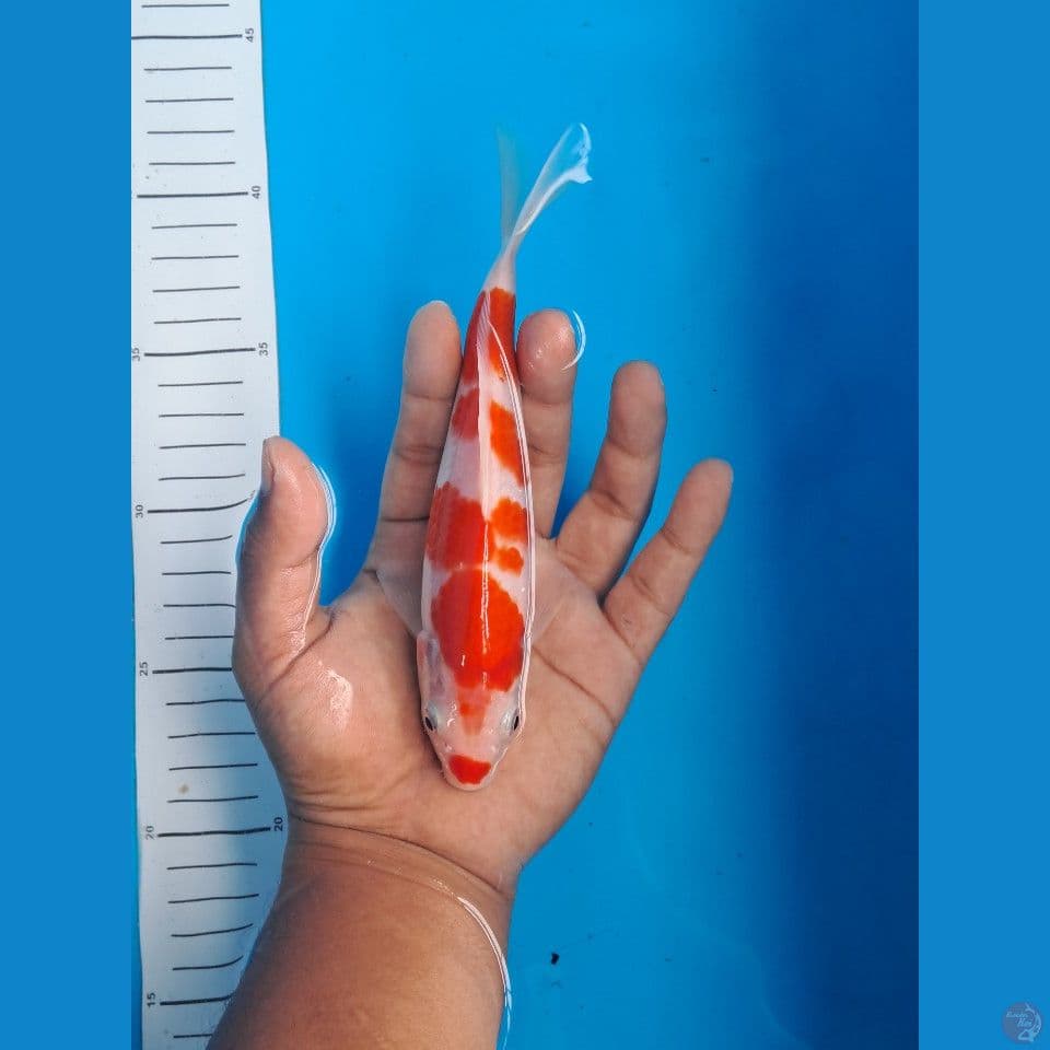 Kucibeni 20cm