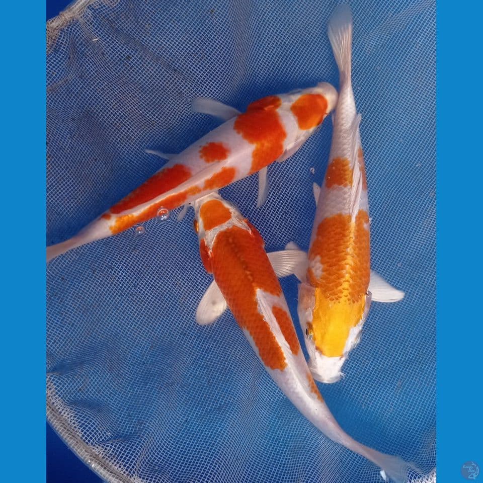 mix 22,23cm