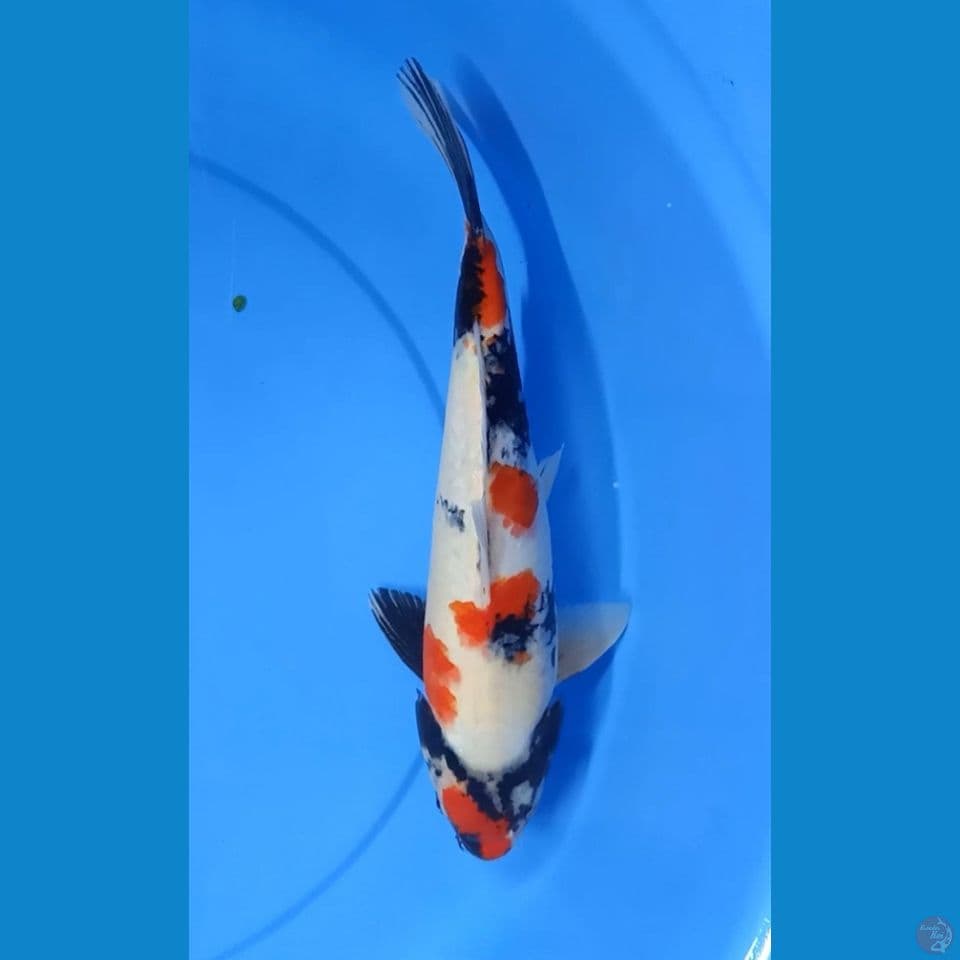 Kindai showa 35cm