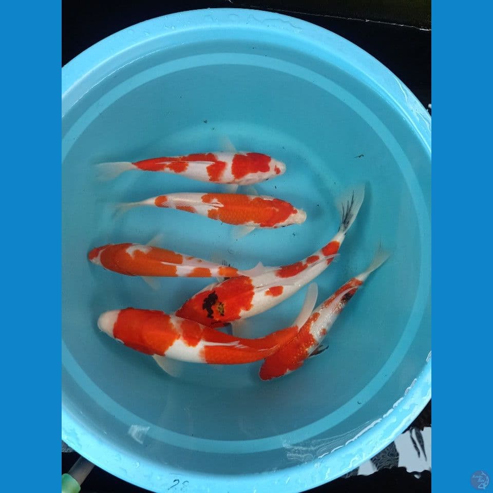 Mix 25cm-33cm