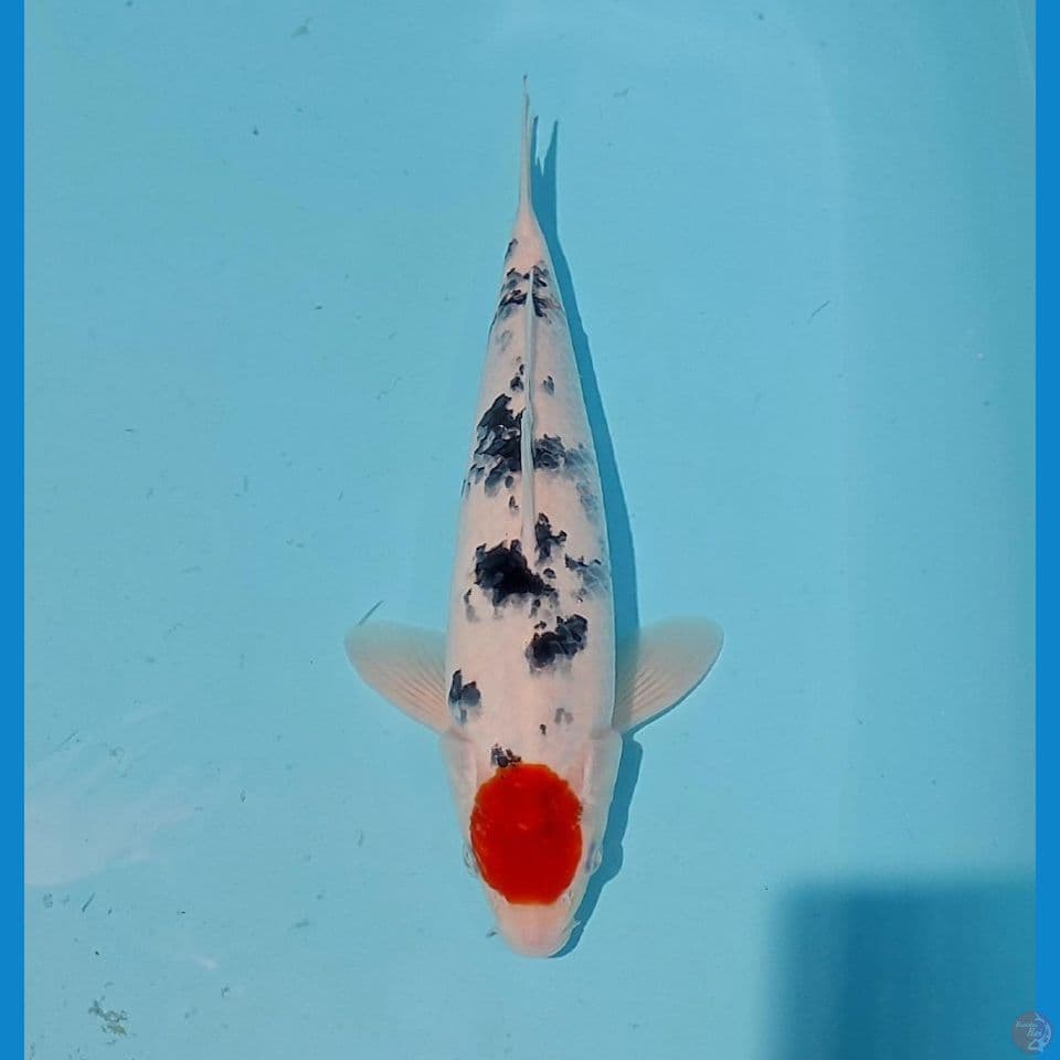 TC sanke sz 30cm/male
