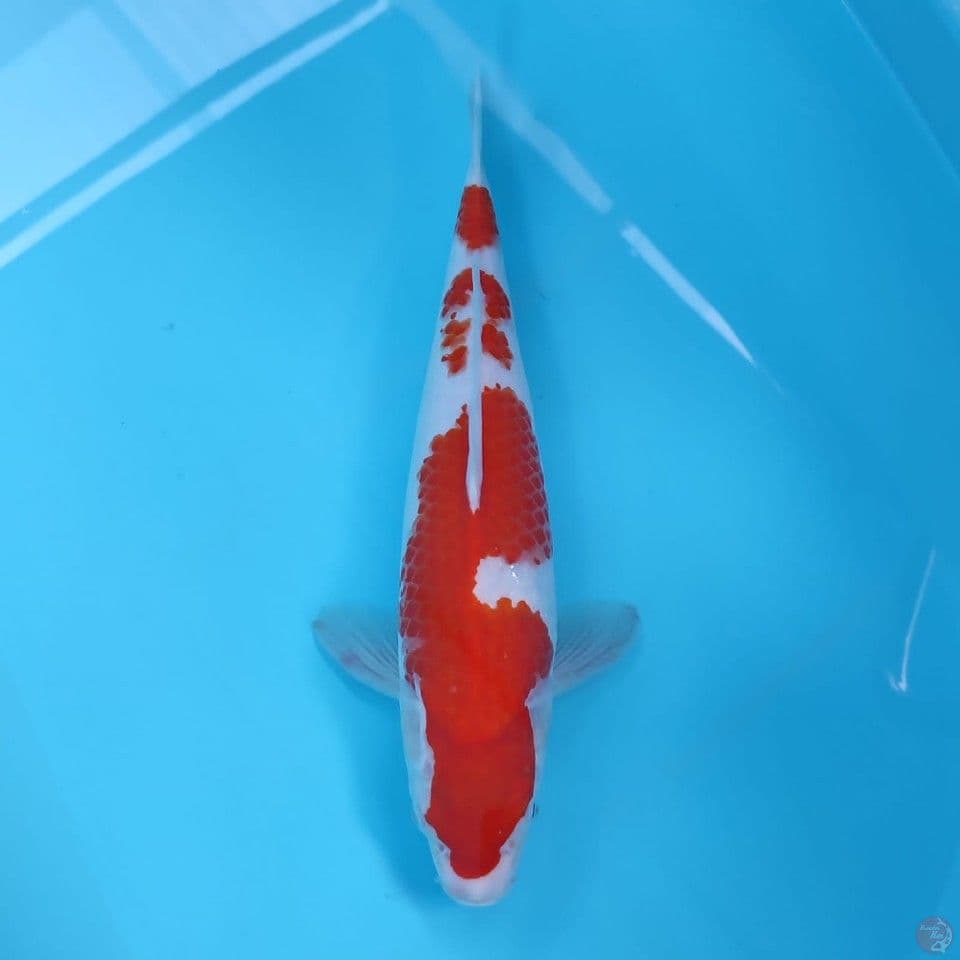 kohaku 35cm/male