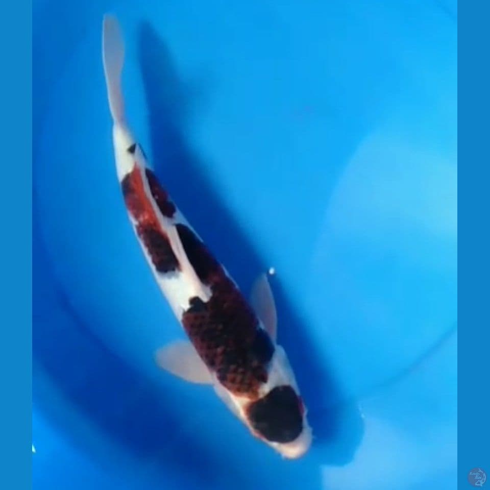 MALE BUDHOGOROMO 40CM