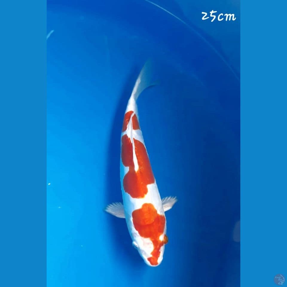 Kikushui 25cm