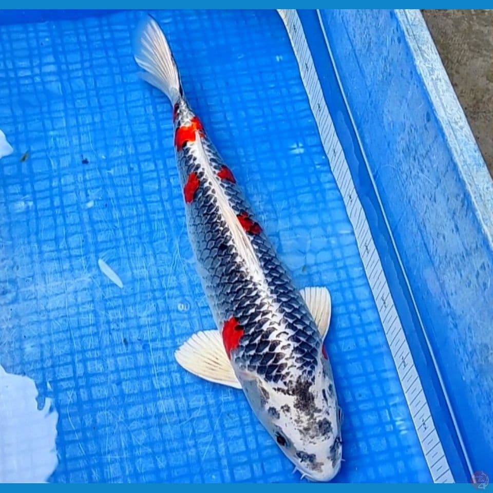 KUJAKU M43Cm SUPER RING