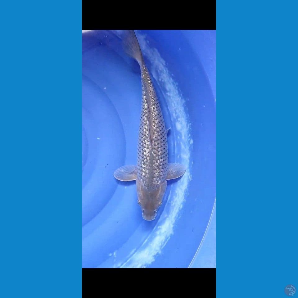 42Cm MALE Video cek Whatsap