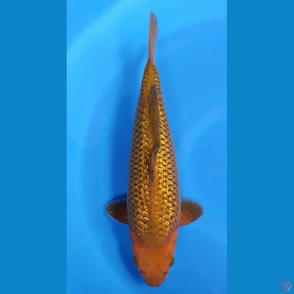Ginrin Chagoi SQ male