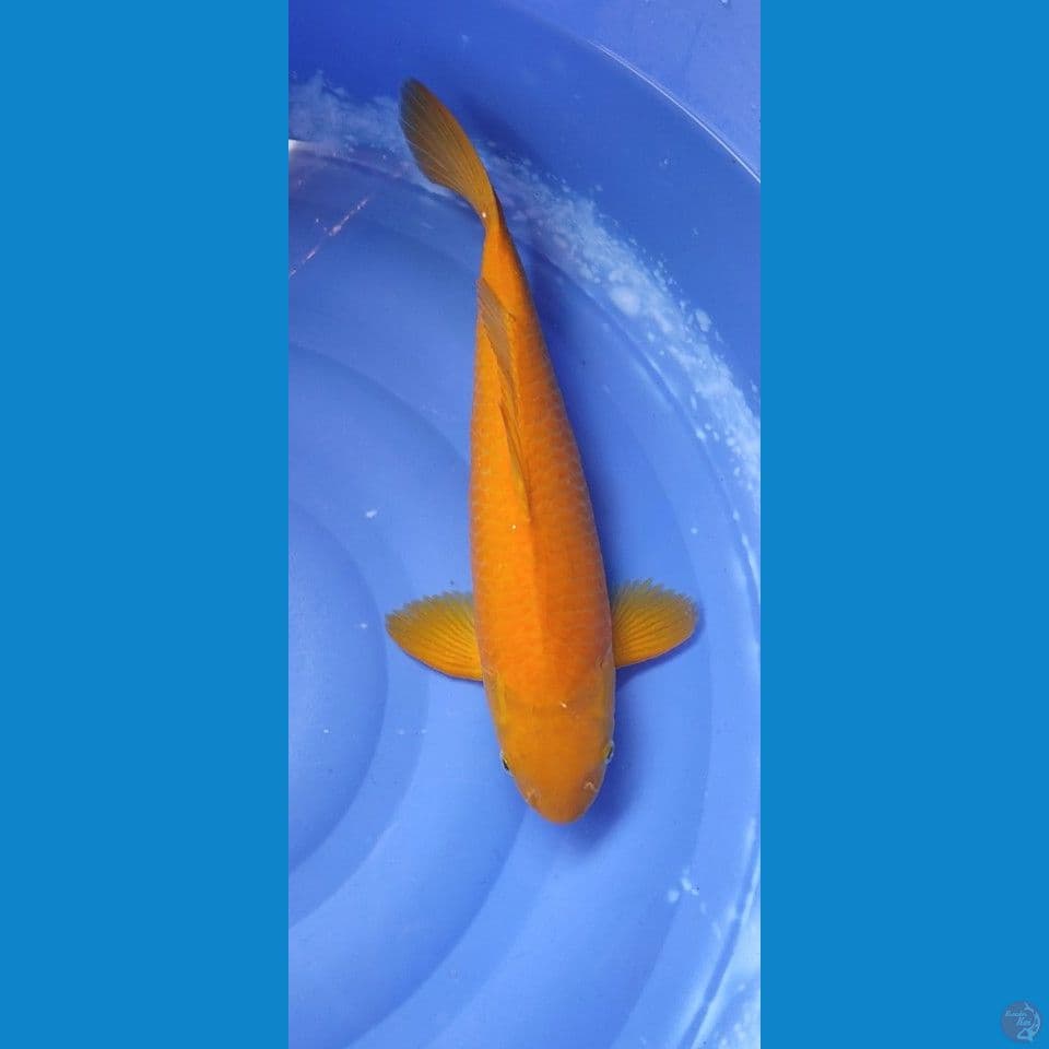 karasi bakat jumbo 42 cm male