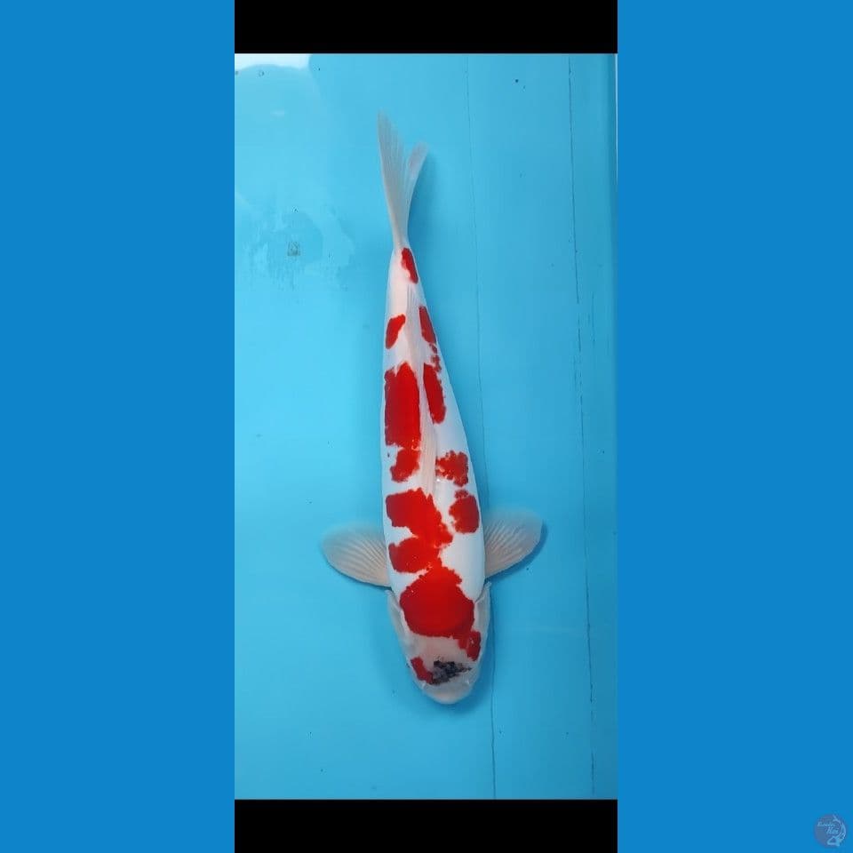 Doitsu murni 42 male