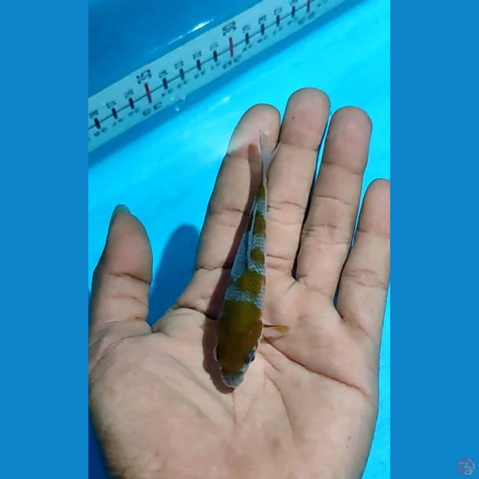 Mini Uchiba up to 12