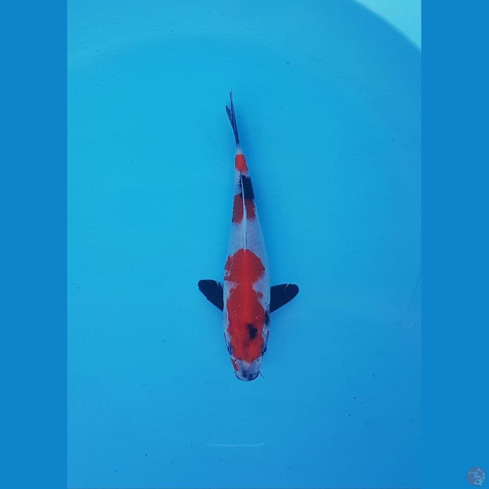 showa 20cm