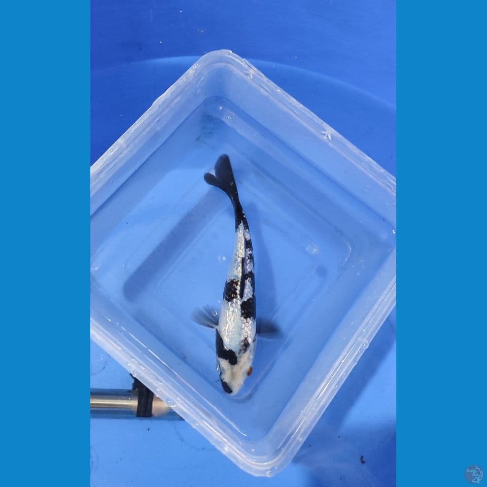 SHIRO GINRIN 18CM