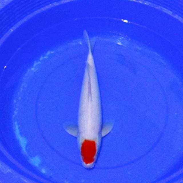 Big tancho kohaku turunan impor